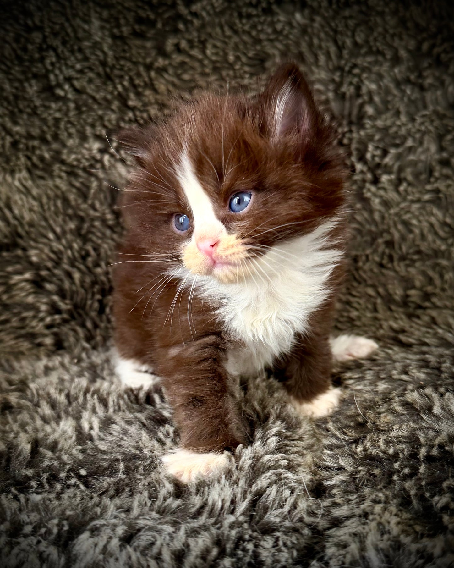 Ponzu - MALE  - chocolate solid bicolor