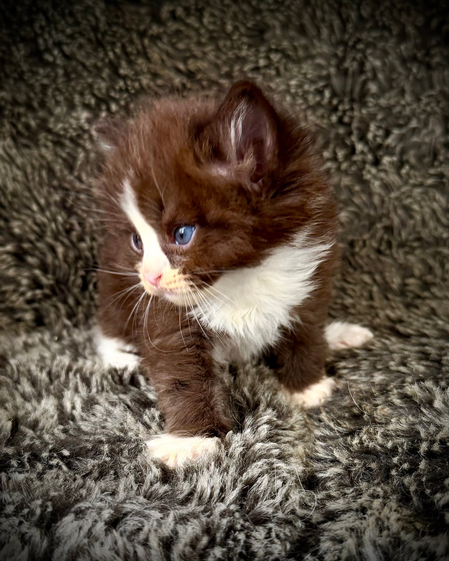 Ponzu - MALE  - chocolate solid bicolor