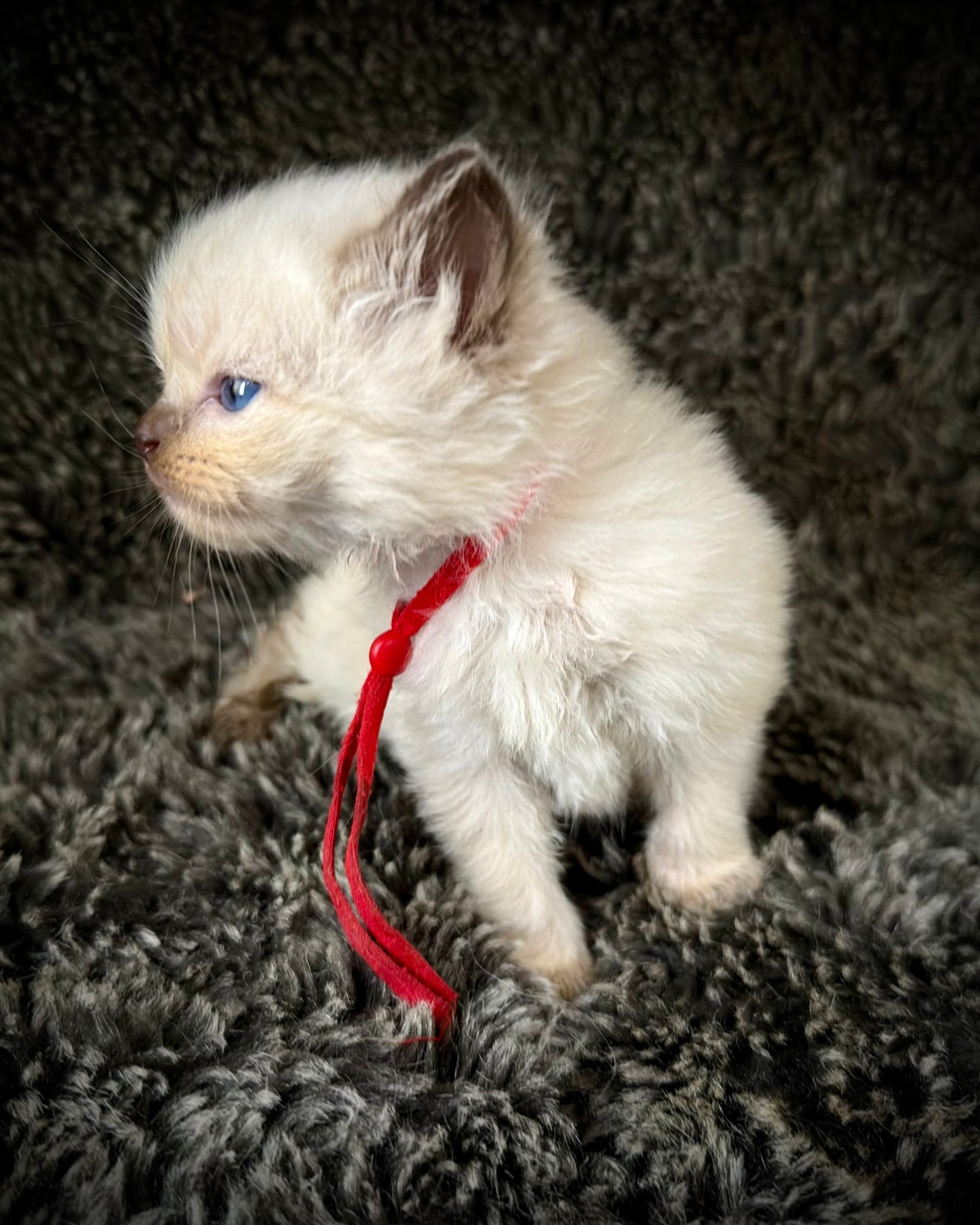 Nori - FEMALE  - chocolate mink