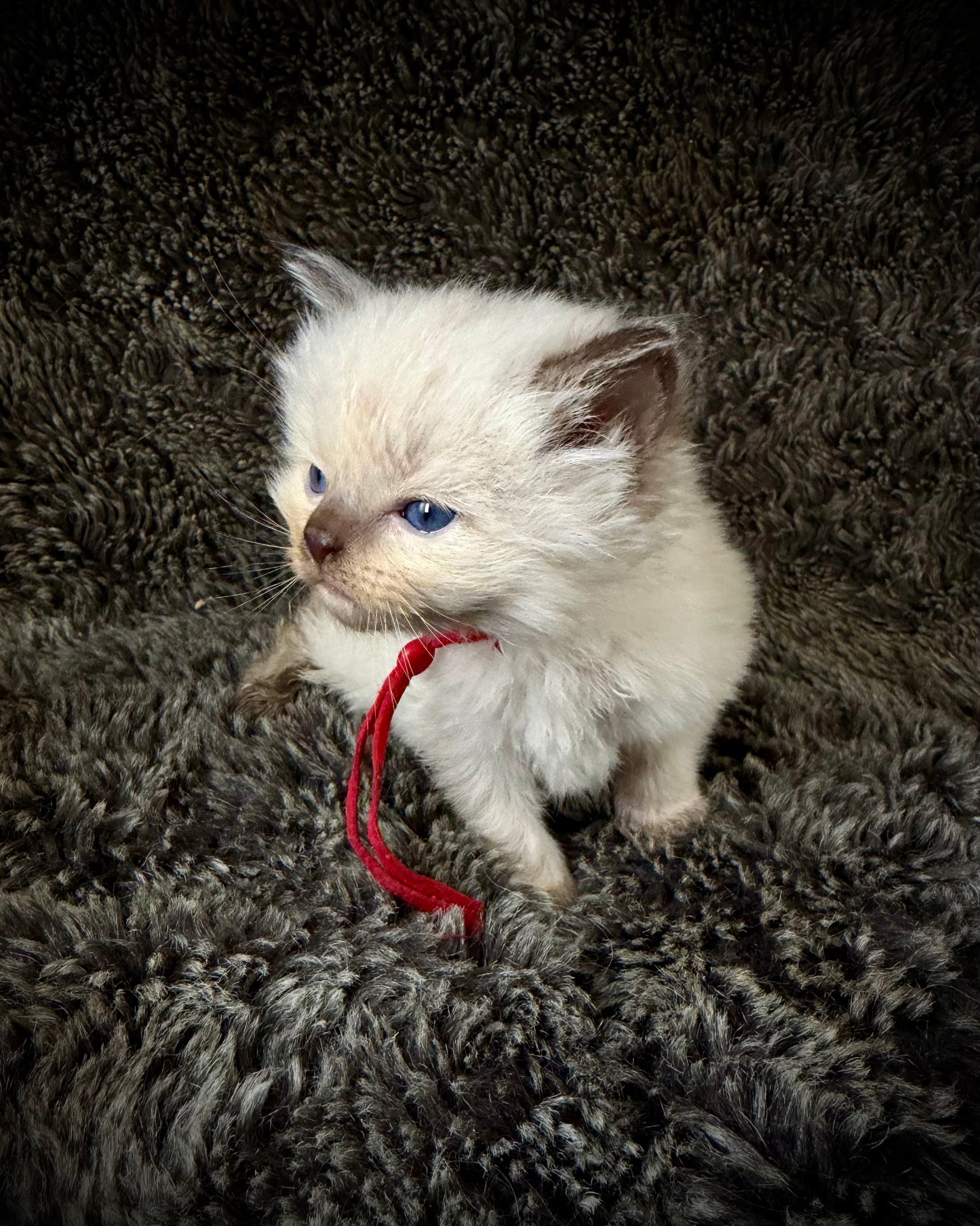 Nori - FEMALE  - chocolate mink
