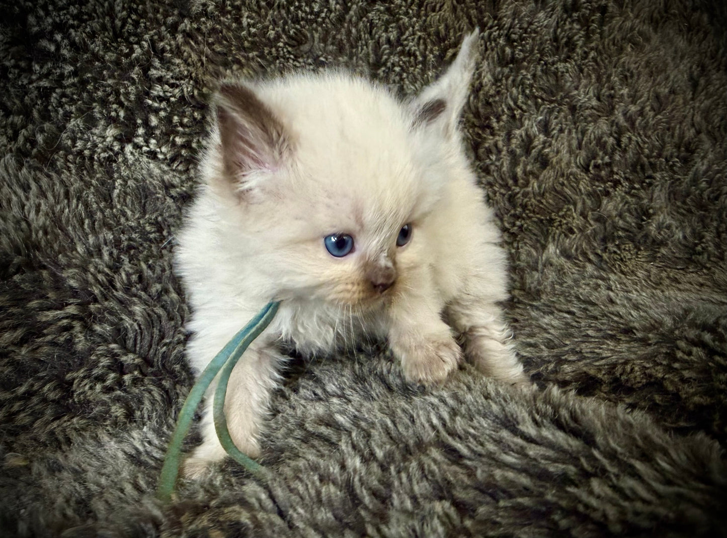 Ramen - MALE  - chocolate mink