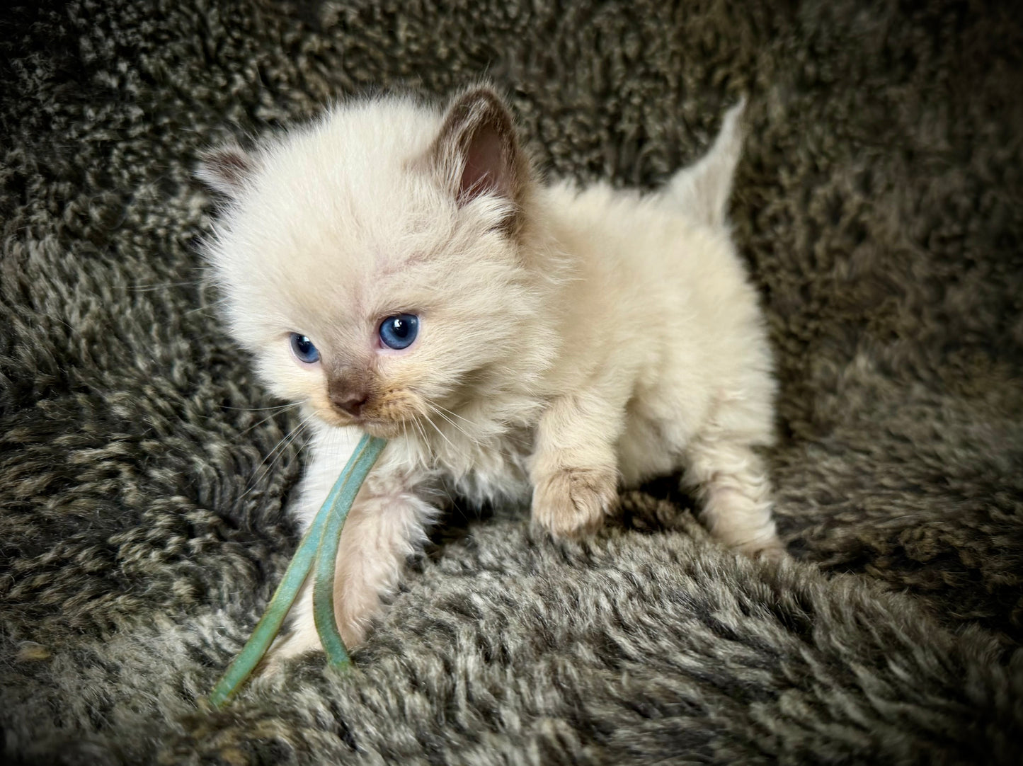 Ramen - MALE  - chocolate mink