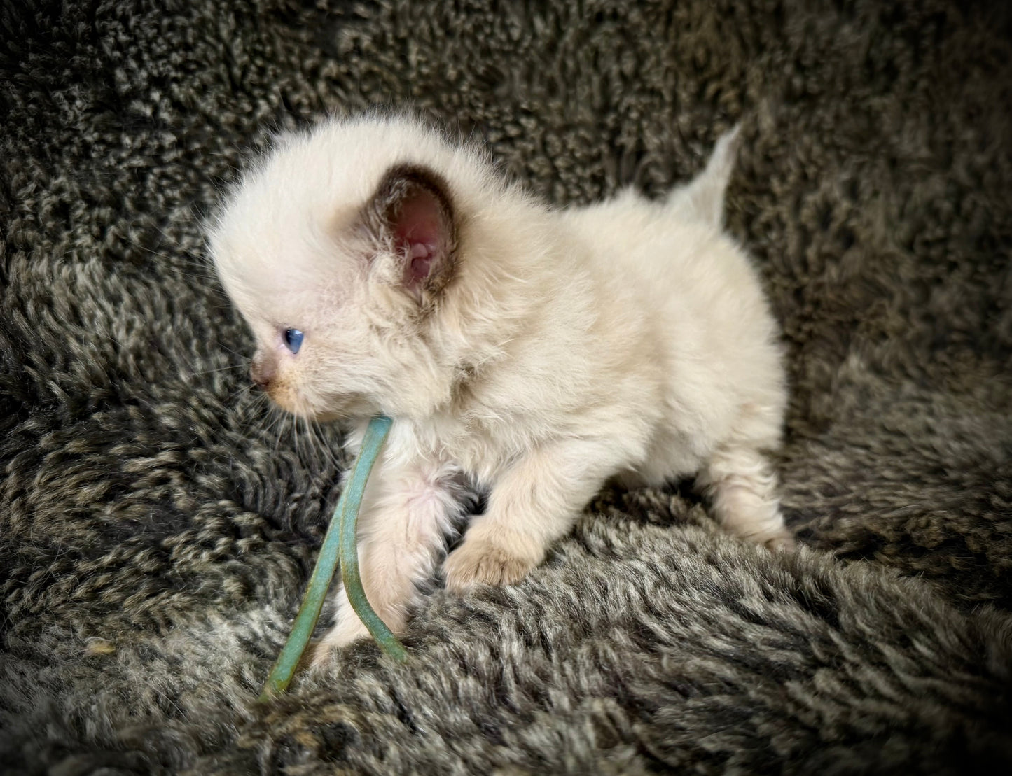 Ramen - MALE  - chocolate mink