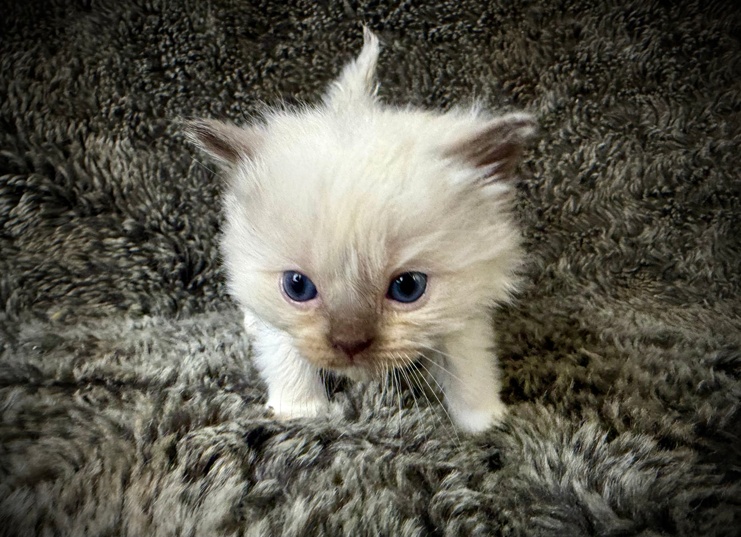FEMALE  - chocolate mink mitted with Blaze