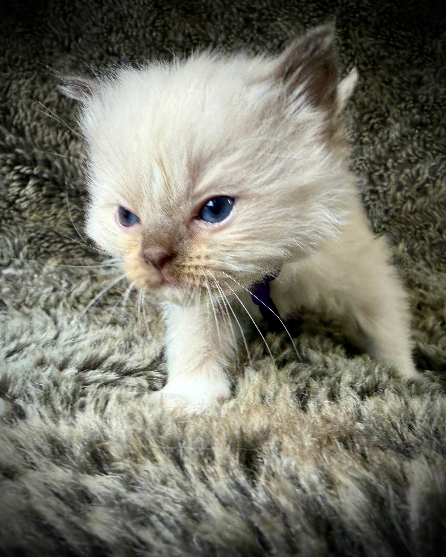 FEMALE  - chocolate mink mitted with Blaze