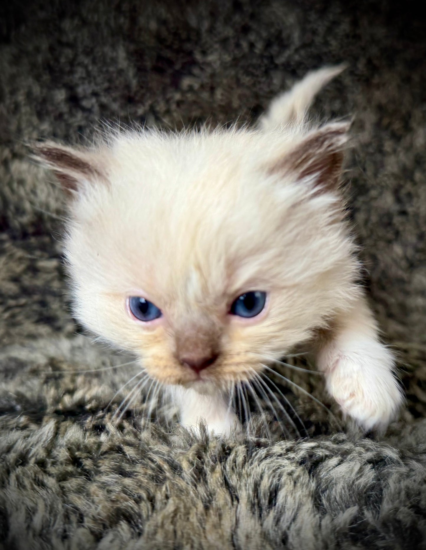 FEMALE  - chocolate mink mitted with Blaze