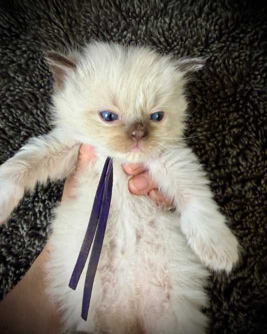FEMALE  - chocolate mink mitted with Blaze