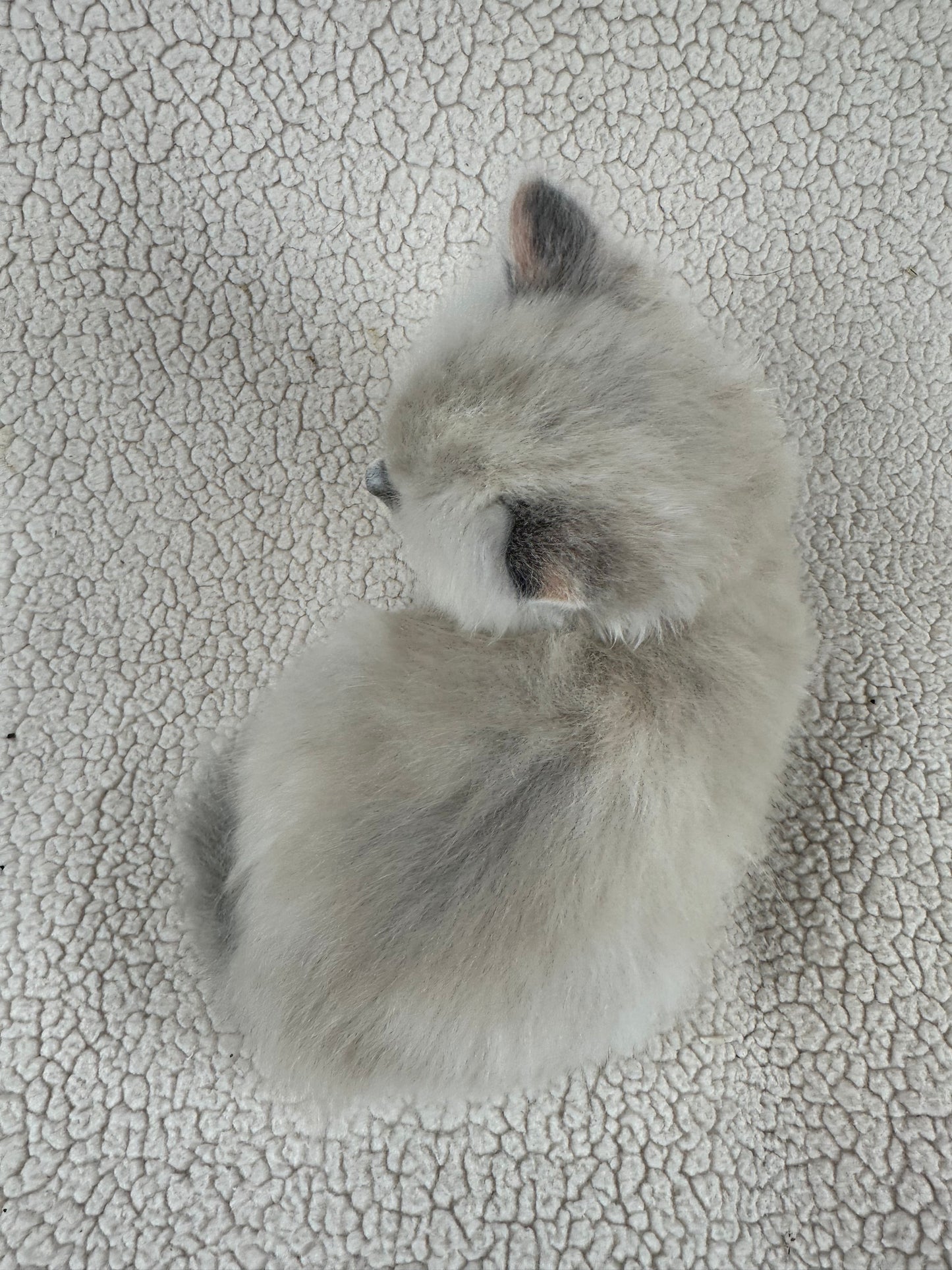 PEEP - FEMALE MINK CALICO - Available March 25