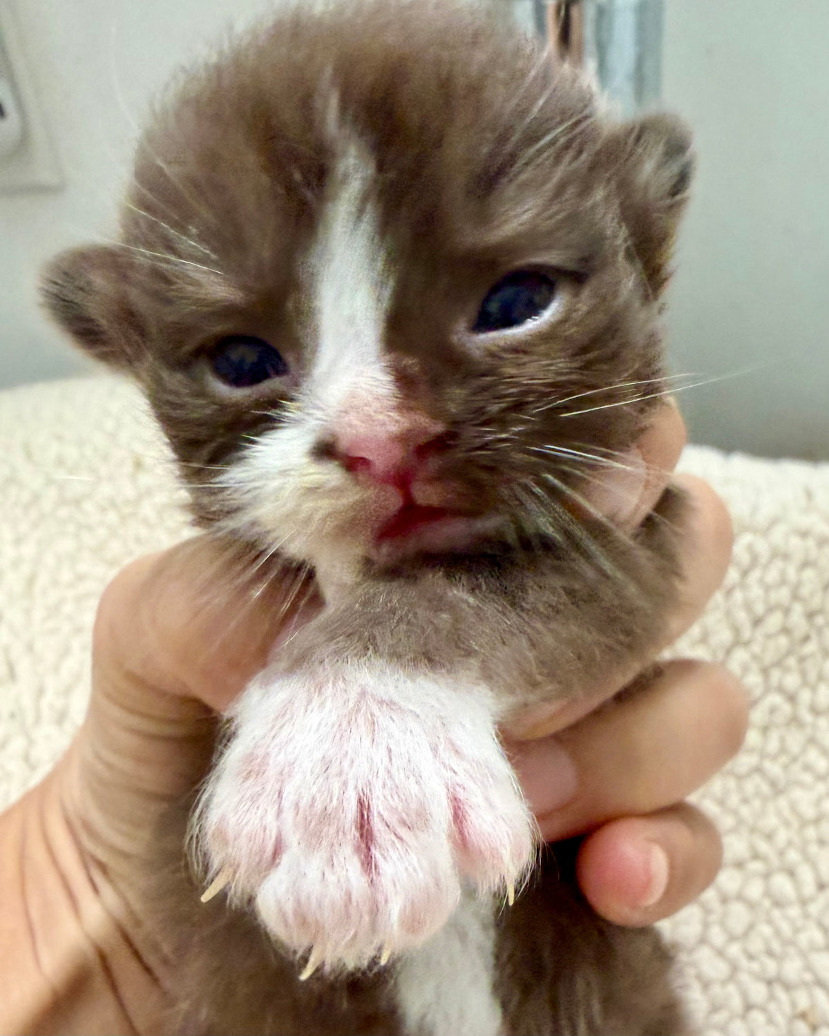 Choc   - Solid Chocolate Mitted with Blaze  - CHERUBIM MALE