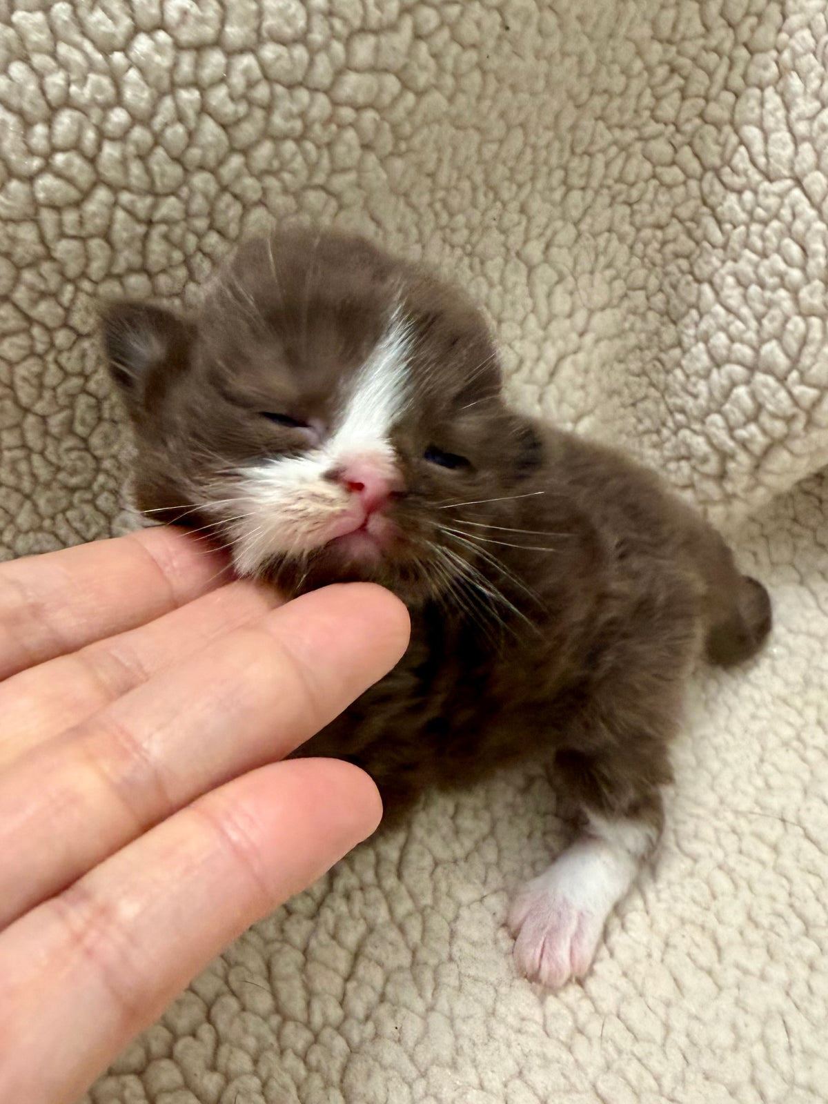 Choc   - Solid Chocolate Mitted with Blaze  - CHERUBIM MALE