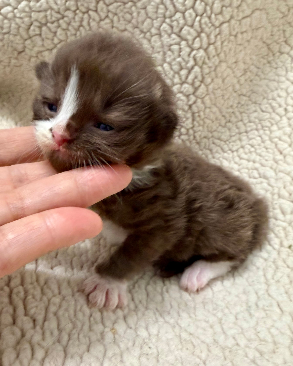 Choc   - Solid Chocolate Mitted with Blaze  - CHERUBIM MALE