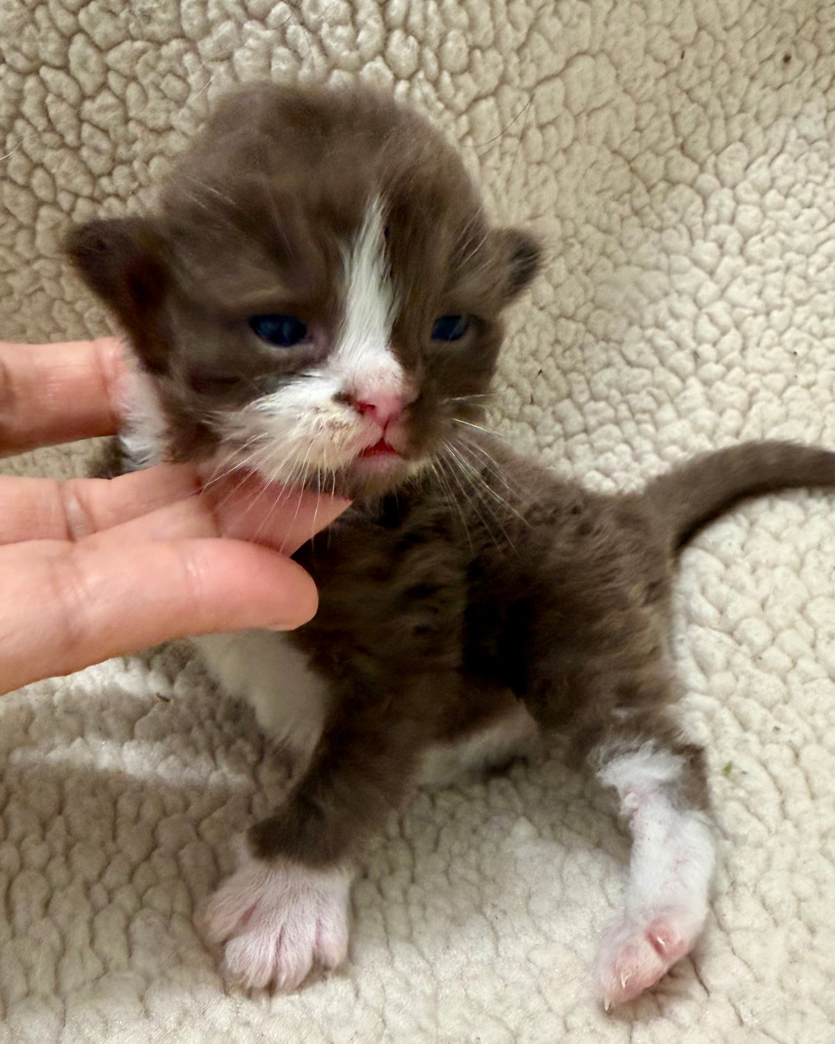 Choc   - Solid Chocolate Mitted with Blaze  - CHERUBIM MALE