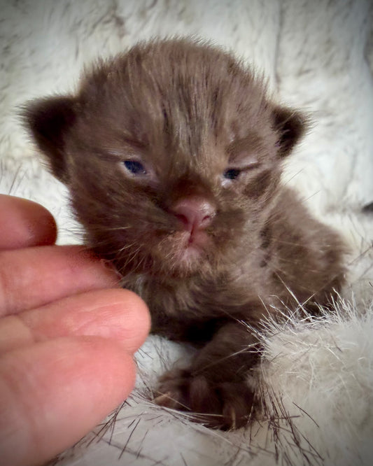 Choc   - Solid Chocolate  - CHERUBIM FEMALE