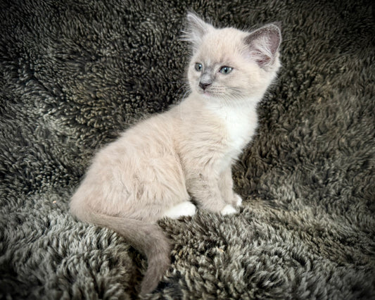 Snickerdoodle  - MALE  - blue sepia
