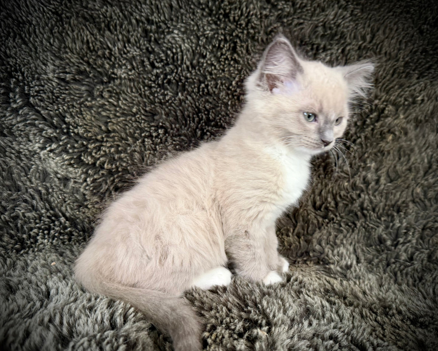 Snickerdoodle  - MALE  - blue sepia