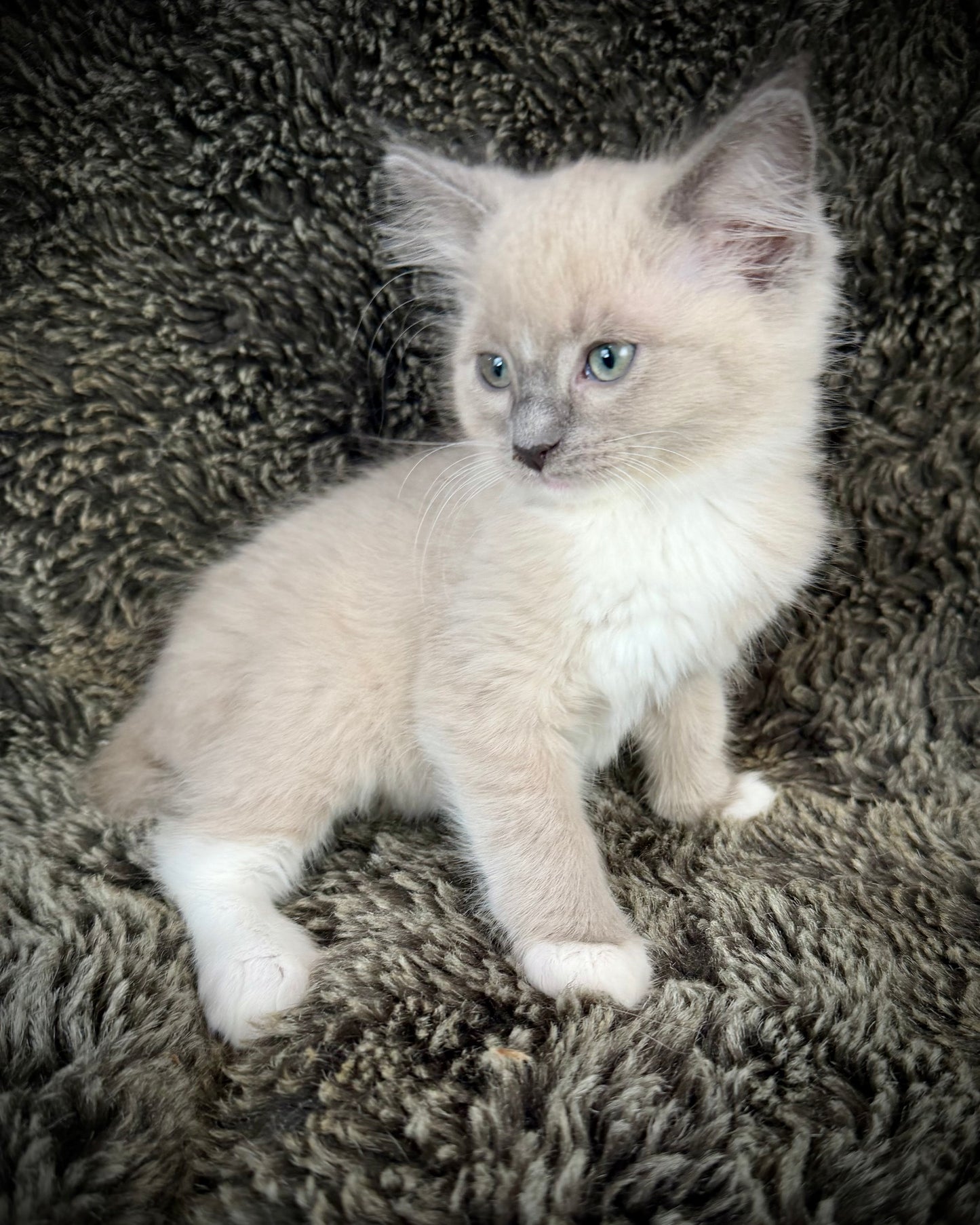 Snickerdoodle  - MALE  - blue sepia