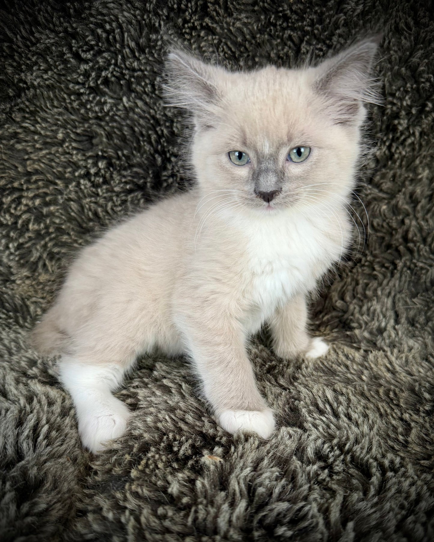 Snickerdoodle  - MALE  - blue sepia