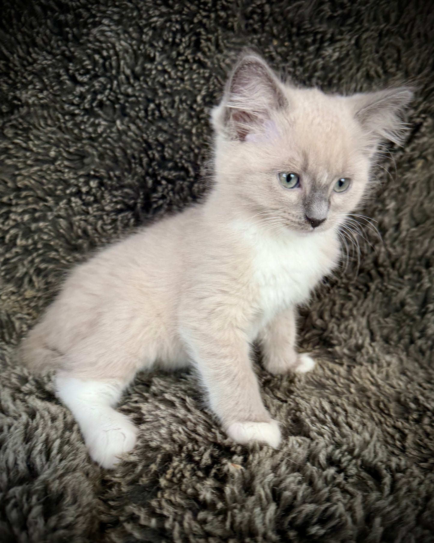 Snickerdoodle  - MALE  - blue sepia