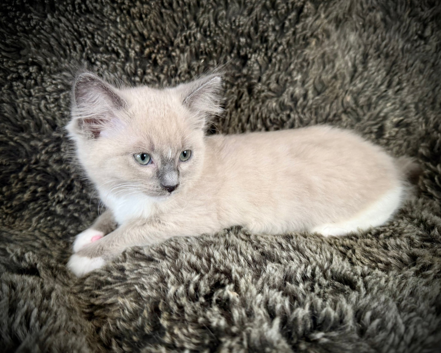 Snickerdoodle  - MALE  - blue sepia