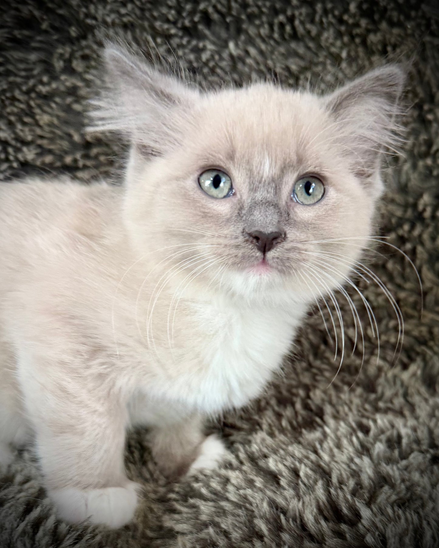 Snickerdoodle  - MALE  - blue sepia