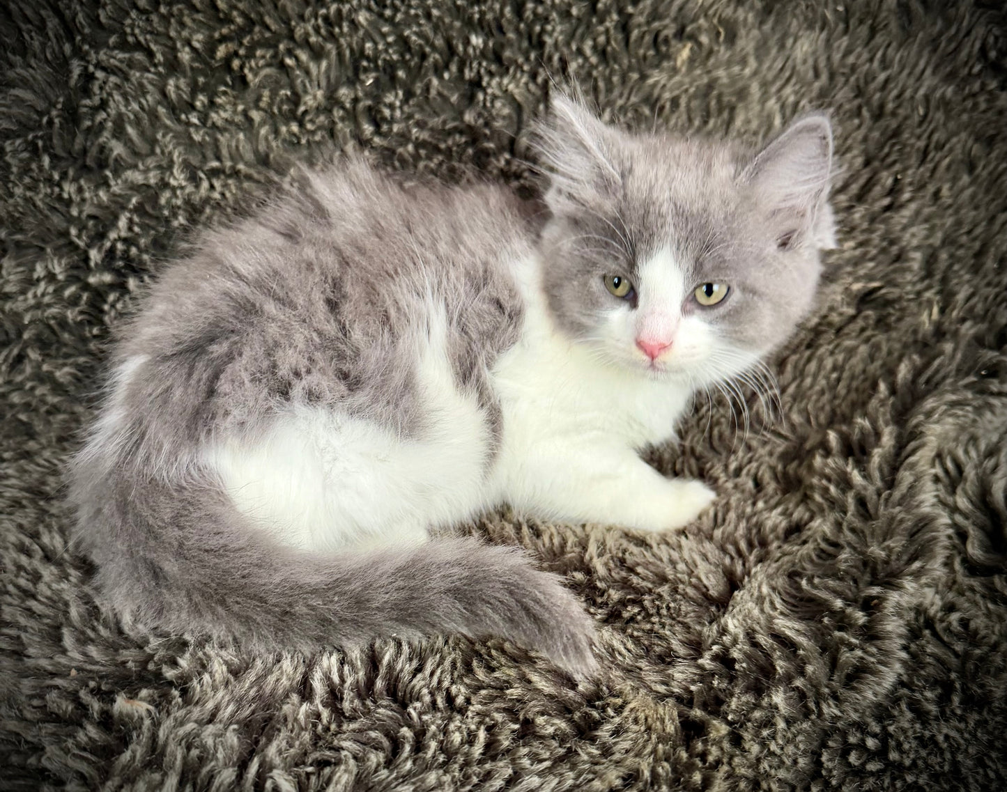 Macaroon - MALE  - Blue Bicolor solid