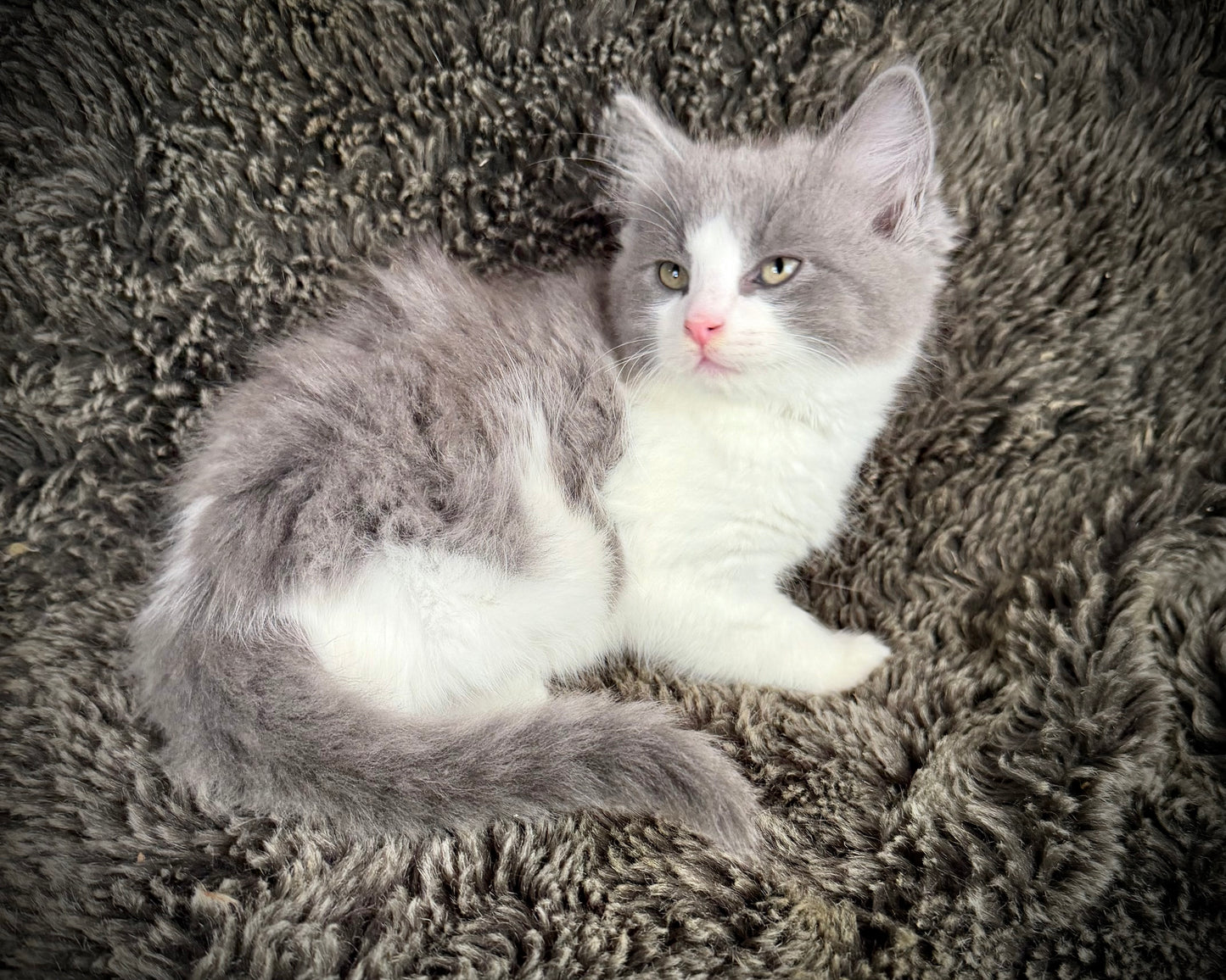 Macaroon - MALE  - Blue Bicolor solid