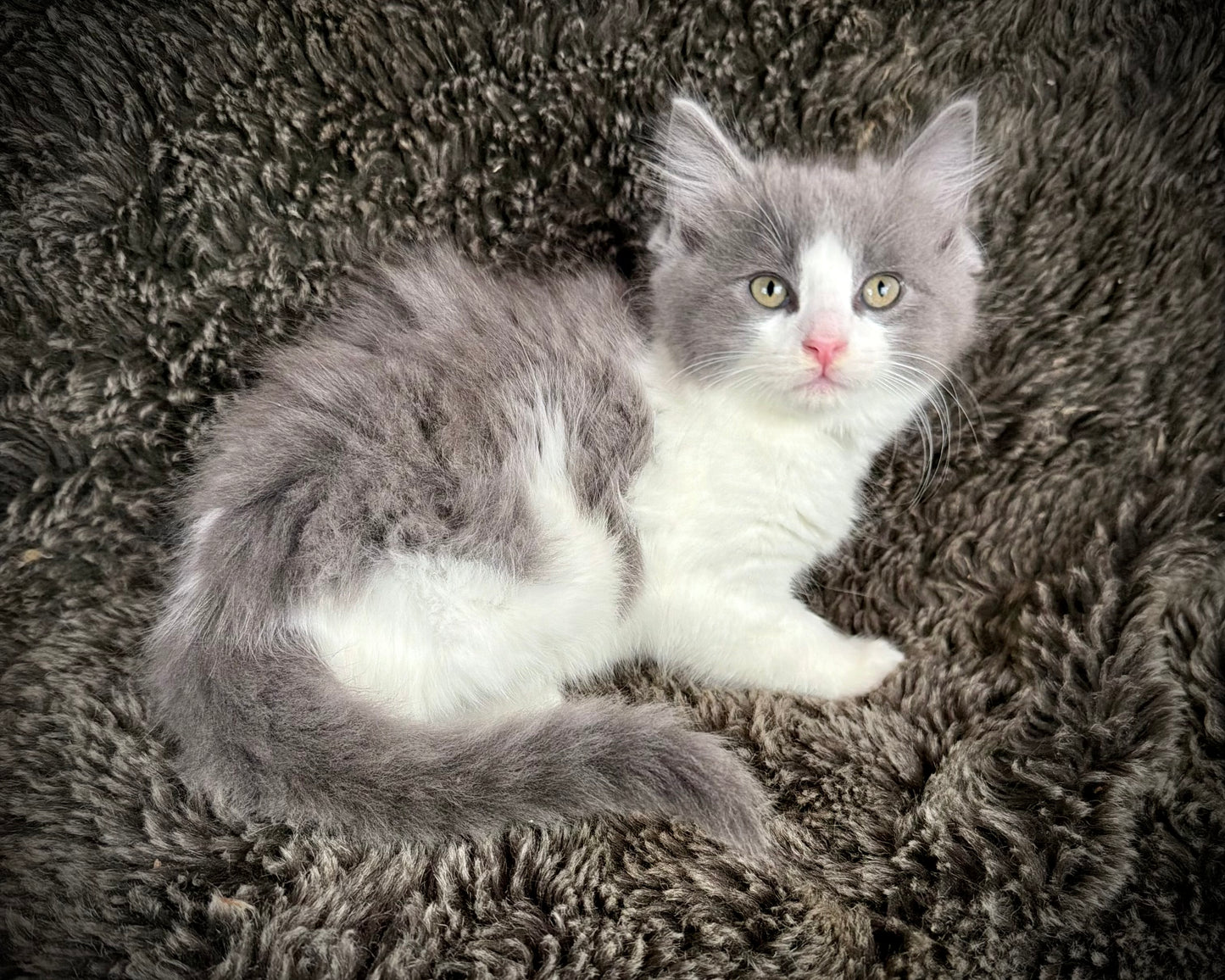Macaroon - MALE  - Blue Bicolor solid