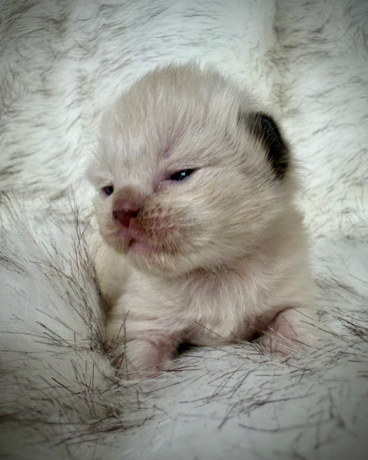 Choc   - Chocolate  Mink - CHERUBIM FEMALE