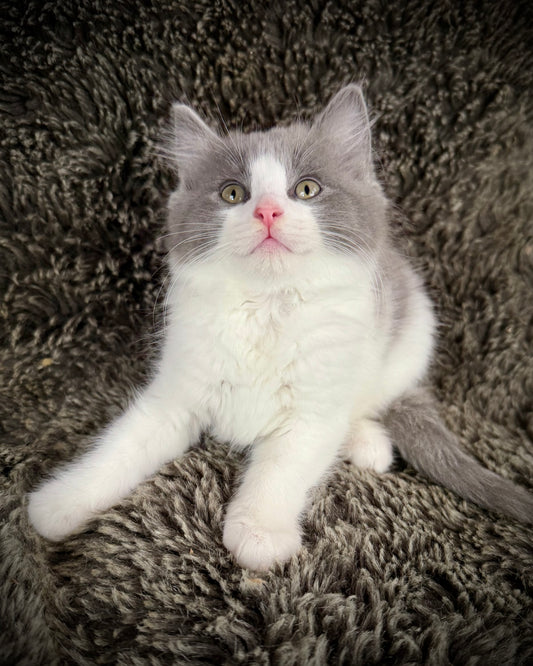Macaroon - MALE  - Blue Bicolor solid