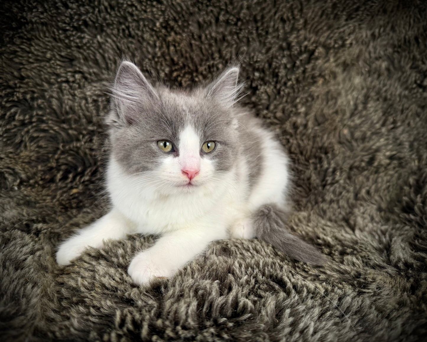 Macaroon - MALE  - Blue Bicolor solid