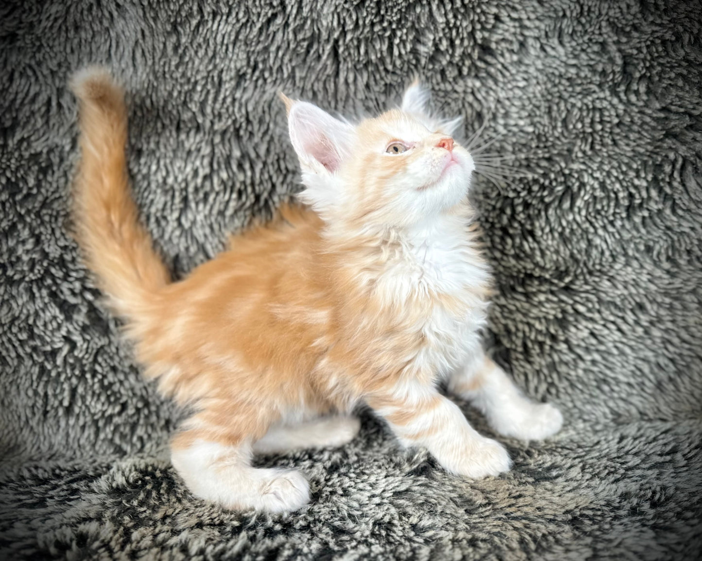 Mango - Red Classic Tabby Maine Coon