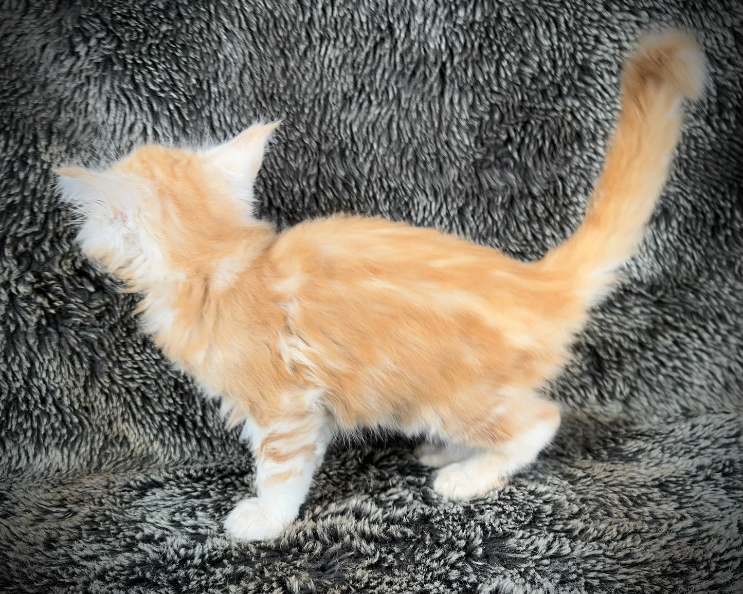 Mango - Red Classic Tabby Maine Coon