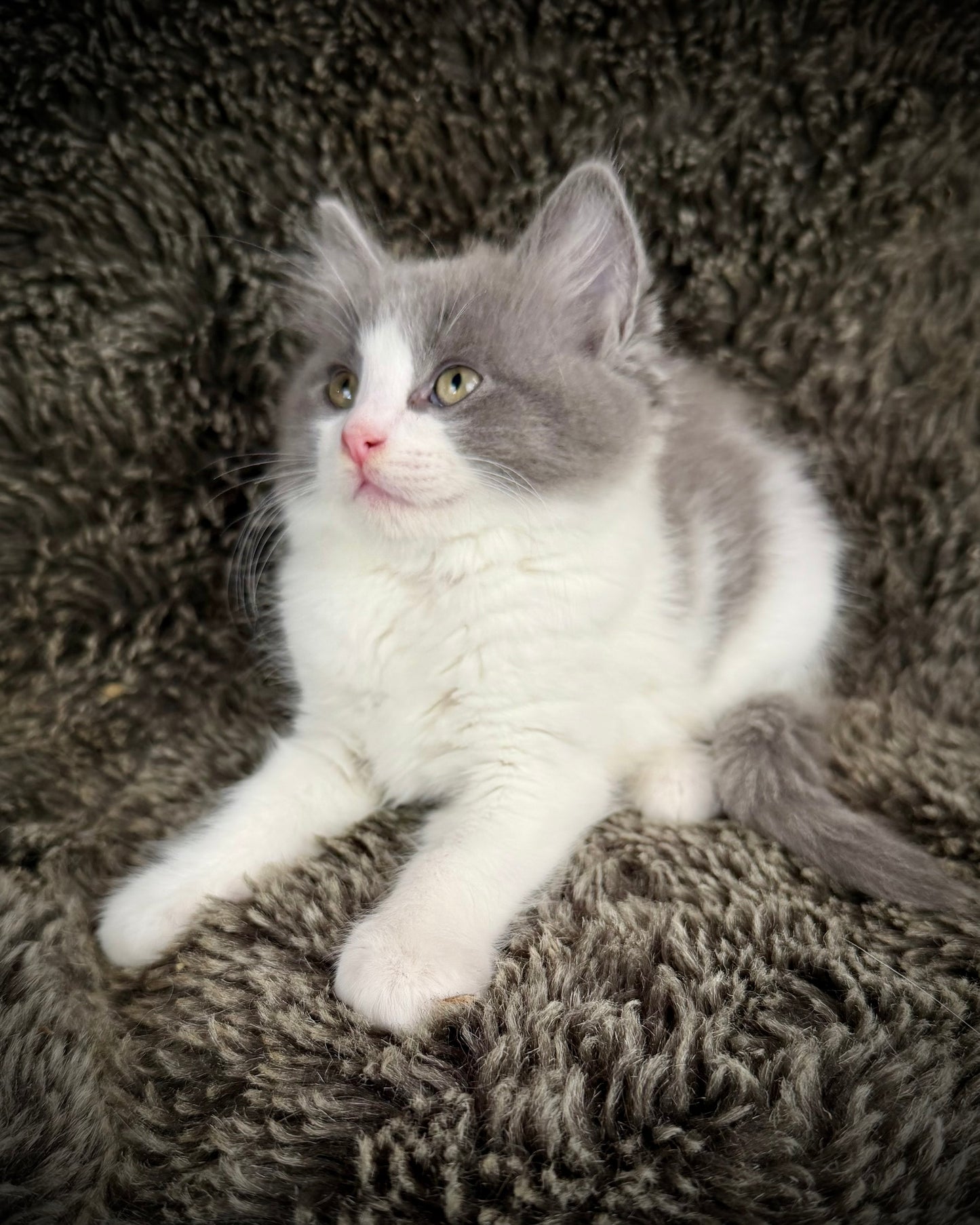 Macaroon - MALE  - Blue Bicolor solid