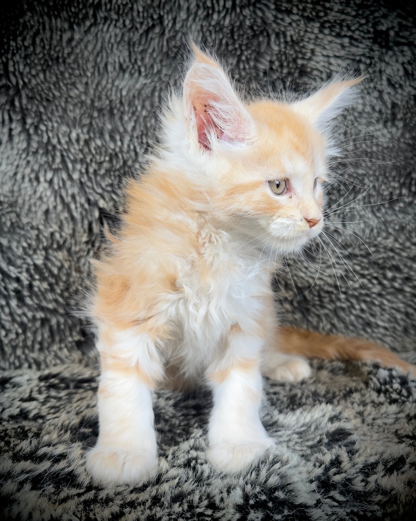 Mango - Red Classic Tabby Maine Coon