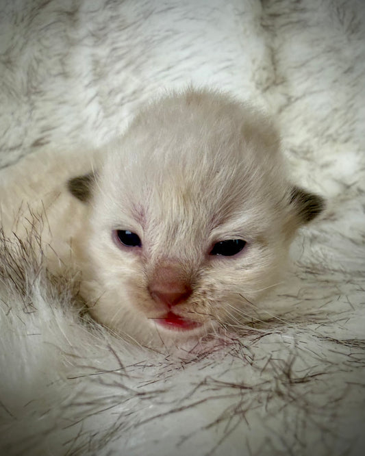 Choc   - Chocolate Mink Mitted  - CHERUBIM MALE