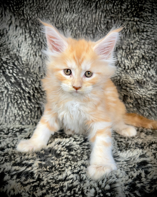 Mango - Red Classic Tabby Maine Coon