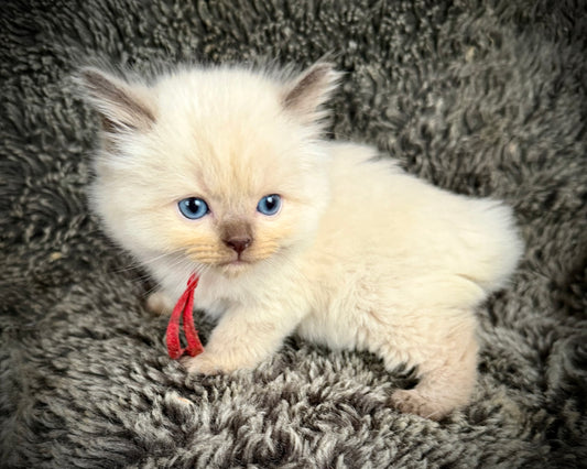 Nori - FEMALE  - chocolate mink