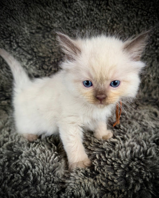 Udon - MALE  - chocolate mink
