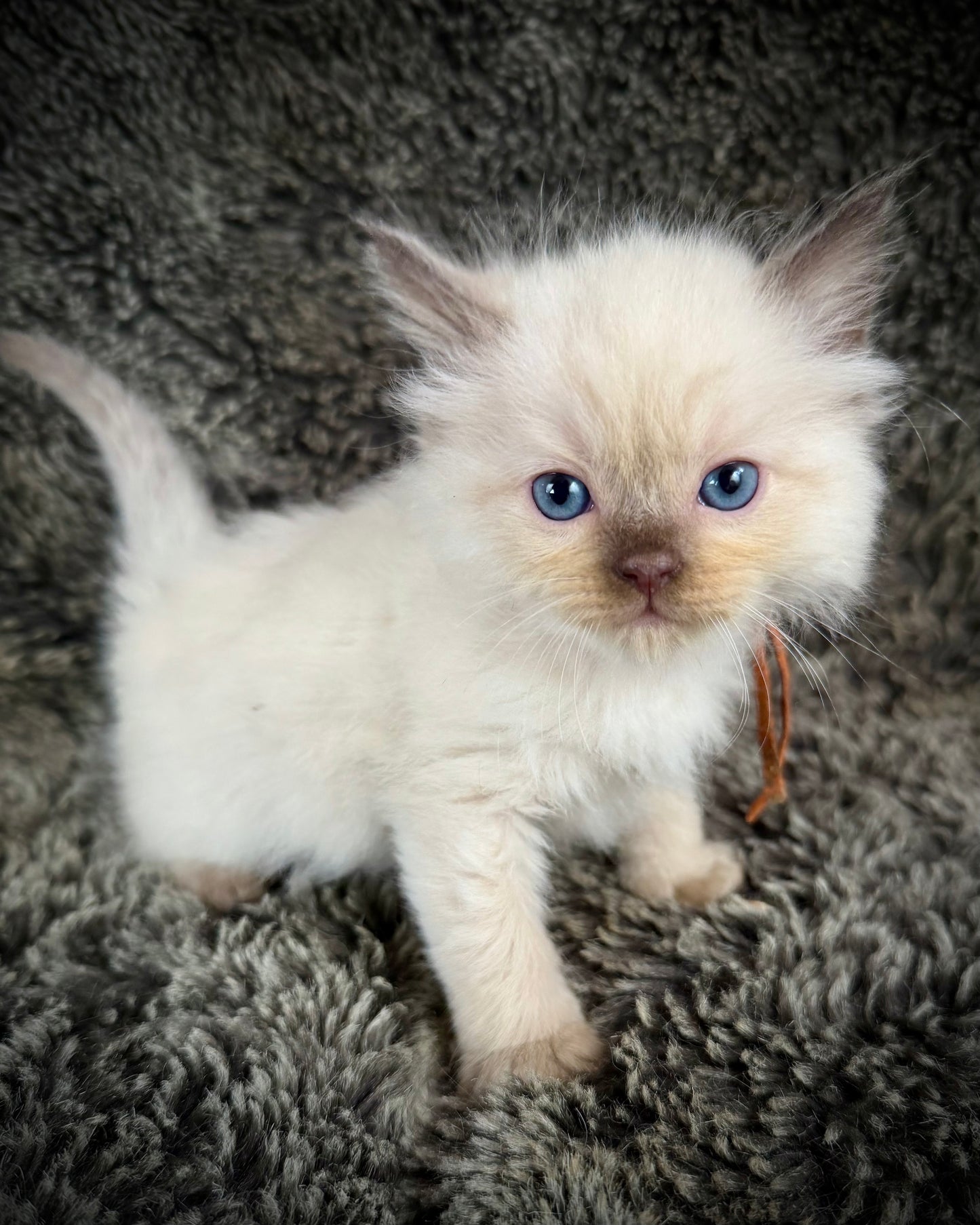 Udon - MALE  - chocolate mink