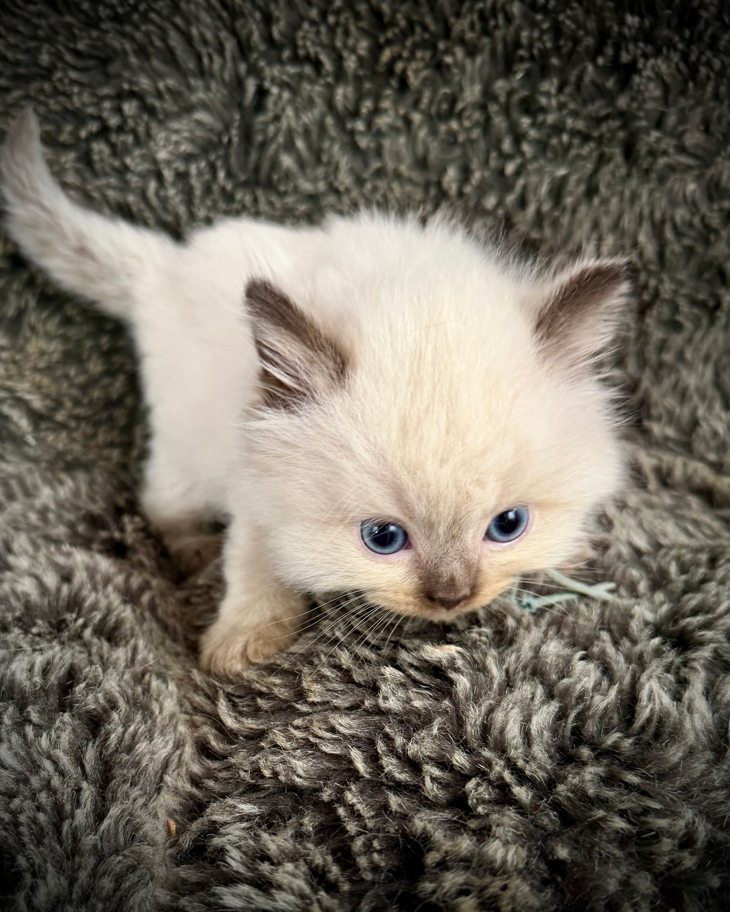 Ramen - MALE  - chocolate mink