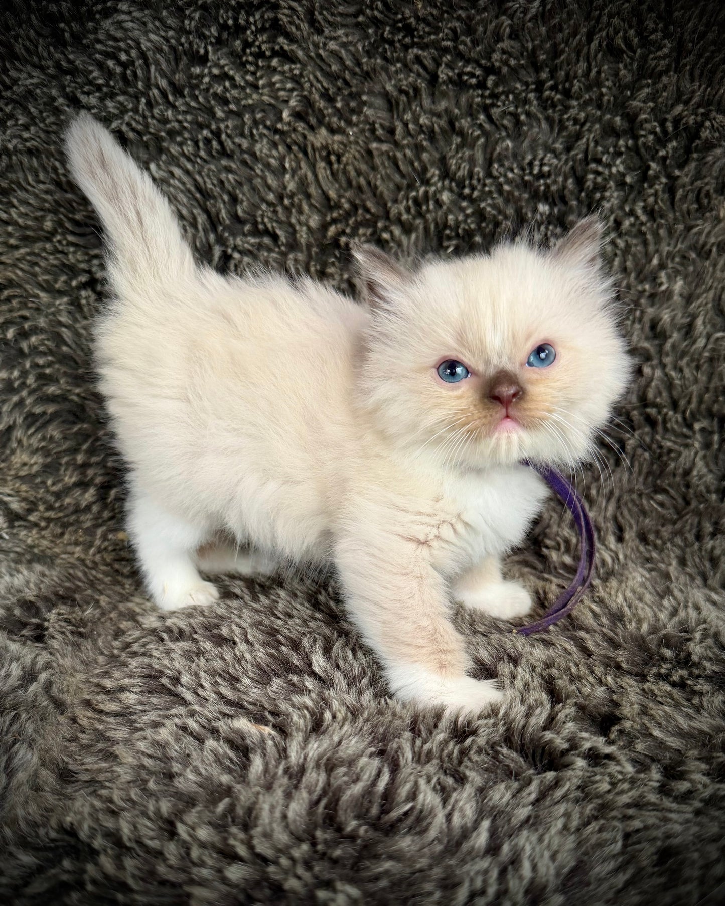 UNi - FEMALE  - chocolate mink mitted with Blaze