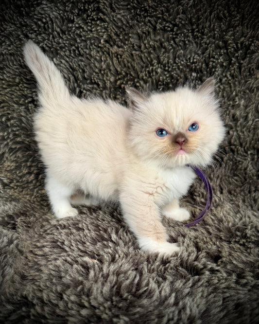UNi - FEMALE  - chocolate mink mitted with Blaze