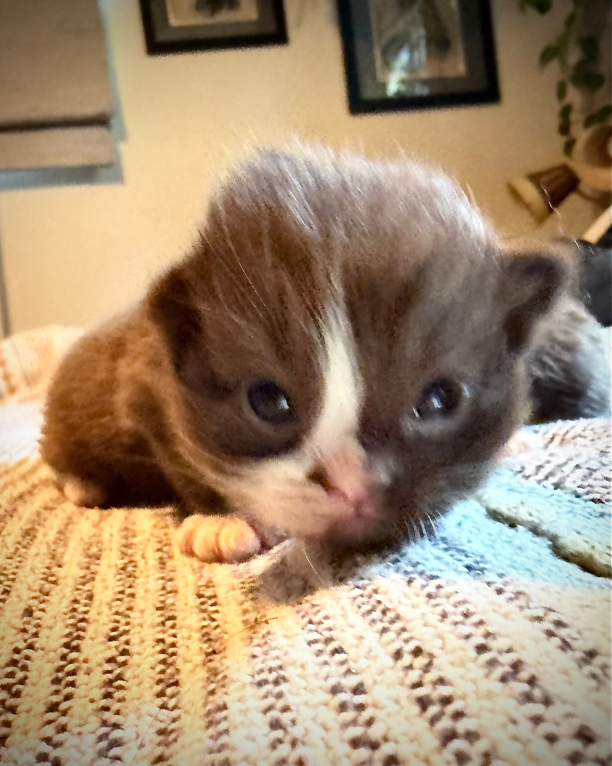 Choc   - Solid Chocolate Mitted with Blaze  - CHERUBIM MALE