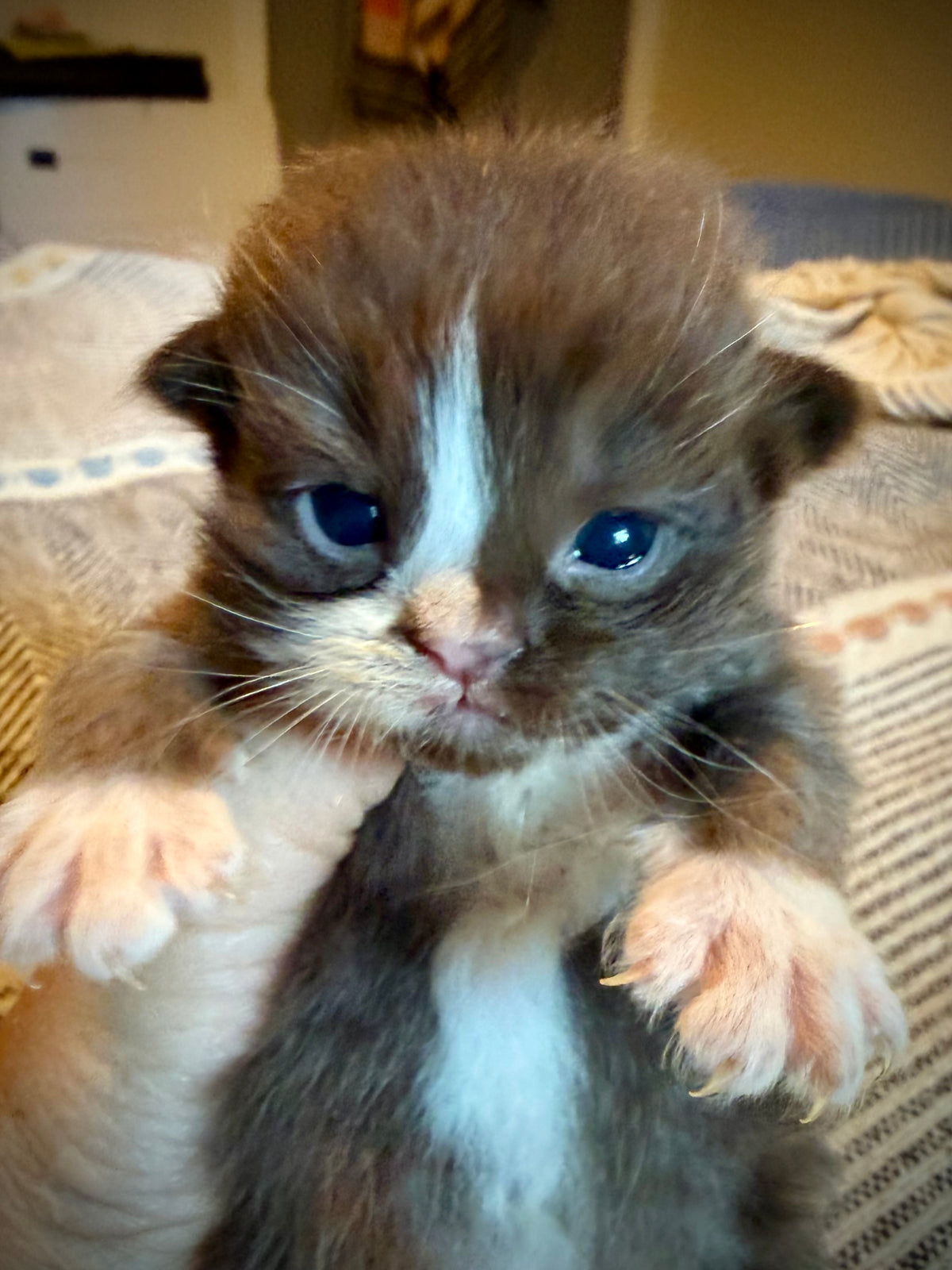 Choc   - Solid Chocolate Mitted with Blaze  - CHERUBIM MALE