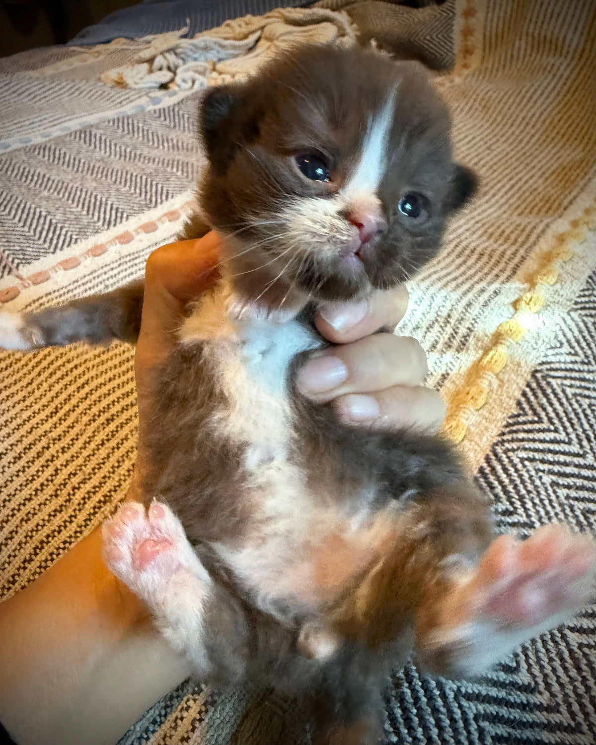 Choc   - Solid Chocolate Mitted with Blaze  - CHERUBIM MALE