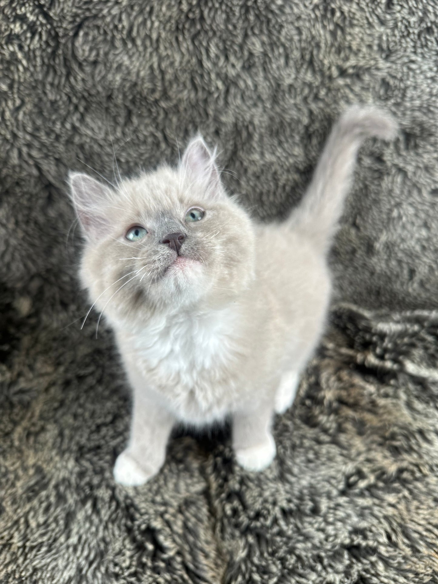 Gumball - Blue Mink MALE - UNAVAILABLE