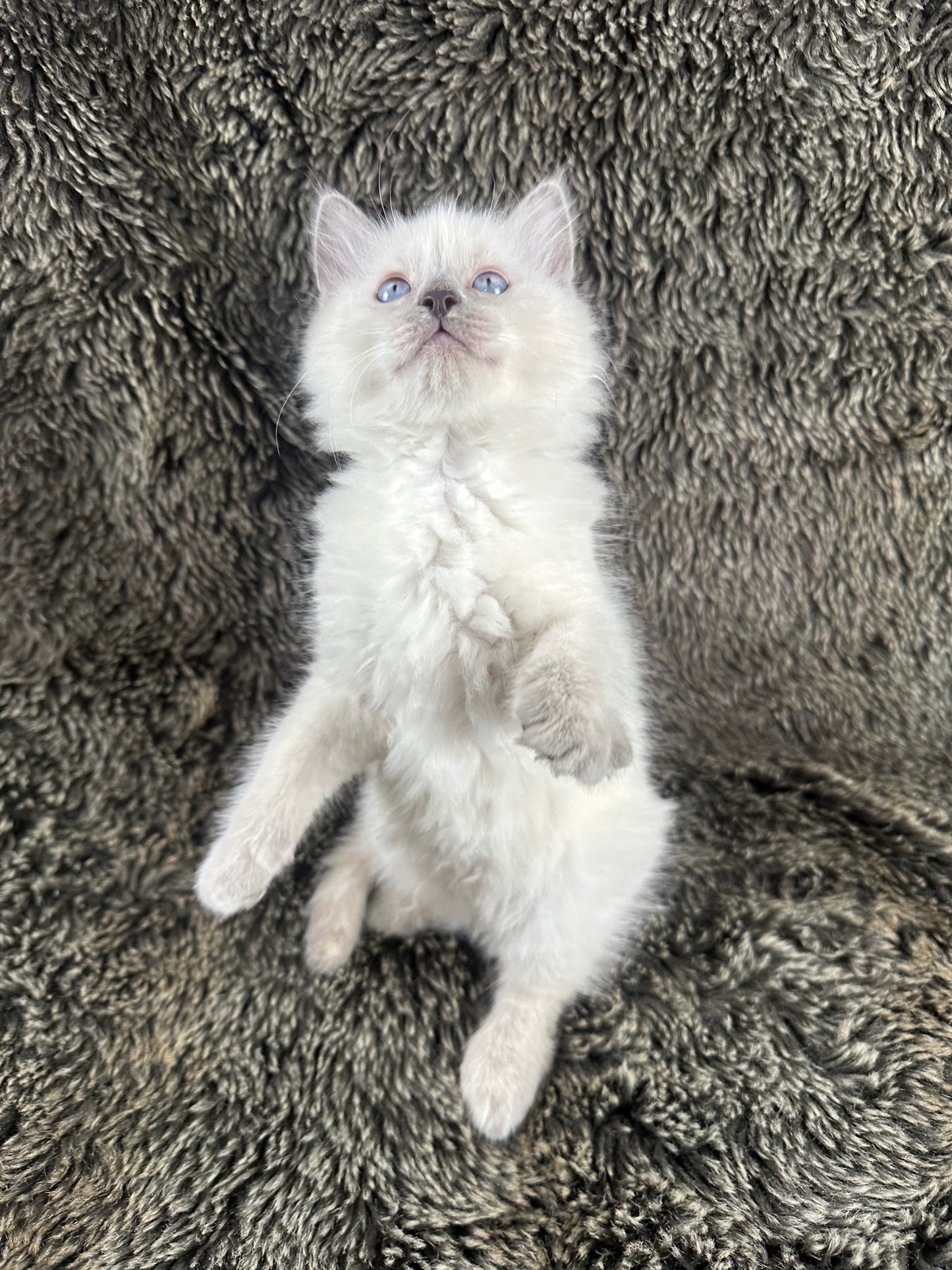 Flora - FEMALE - UNAVAILABLE