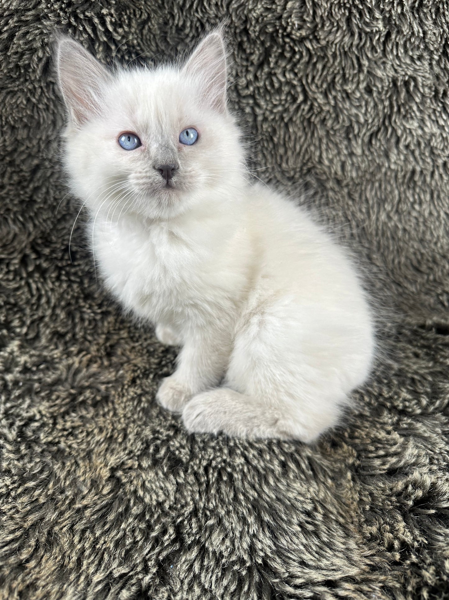 Flora - FEMALE - UNAVAILABLE