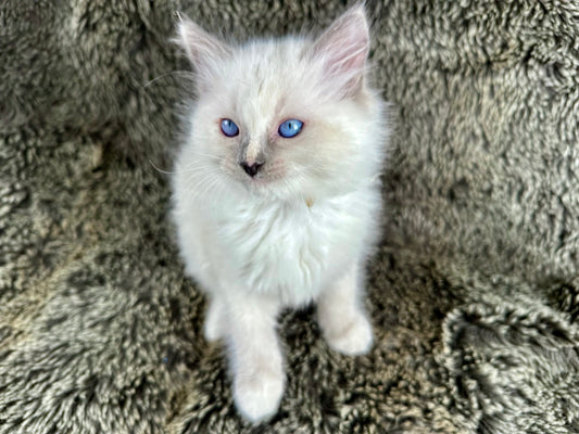 Sakura  - Female - Blue Cream Traditonal tortie point  - RESERVED