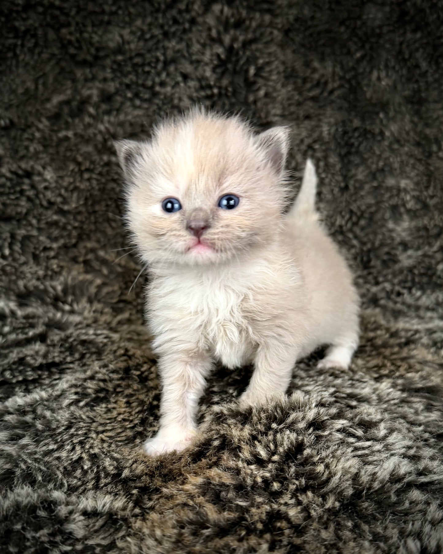 Leia - FEMALE  - blue cream tortie mink mitted